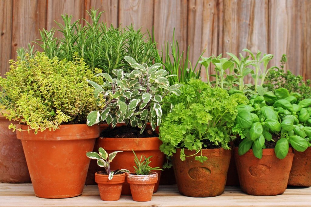 Planting herbs in containers